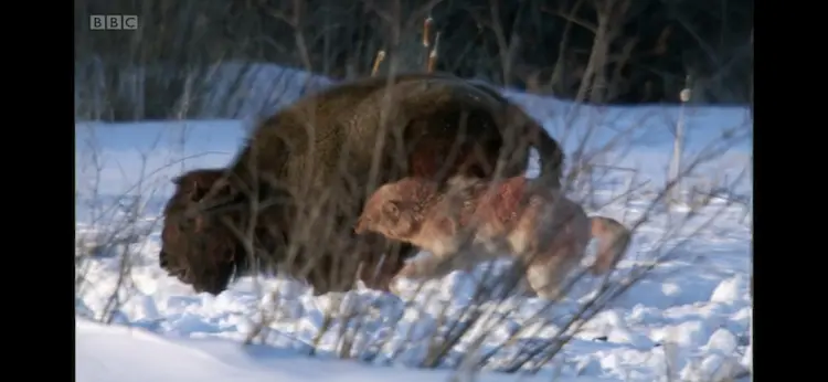 Wood bison (Bison bison athabascae) as shown in Frozen Planet - Winter